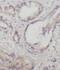 RAB9A, Member RAS Oncogene Family antibody, FNab07048, FineTest, Immunohistochemistry frozen image 