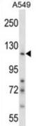 Nidogen 1 antibody, abx028053, Abbexa, Western Blot image 