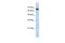 Zinc Finger And SCAN Domain Containing 12 antibody, PA5-68612, Invitrogen Antibodies, Western Blot image 
