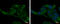 Alcohol Dehydrogenase Iron Containing 1 antibody, GTX119264, GeneTex, Immunofluorescence image 