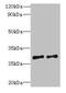 Testis Expressed 47 antibody, CSB-PA851537LA01HU, Cusabio, Western Blot image 