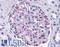 Choline transporter-like protein 2 antibody, LS-B4532, Lifespan Biosciences, Immunohistochemistry paraffin image 