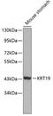Keratin 19 antibody, GTX54330, GeneTex, Western Blot image 