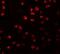 Rho GTPase-activating protein 18 antibody, NBP2-81704, Novus Biologicals, Immunofluorescence image 