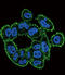 Urokinase antibody, abx033923, Abbexa, Flow Cytometry image 