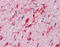 Hepatocyte Growth Factor antibody, TA316884, Origene, Immunohistochemistry frozen image 