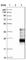 Fibronectin Type III Domain Containing 9 antibody, HPA011115, Atlas Antibodies, Western Blot image 