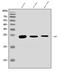 Aquaporin 1 (Colton Blood Group) antibody, A00865, Boster Biological Technology, Western Blot image 