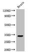 Cyclin-C antibody, orb46704, Biorbyt, Western Blot image 