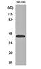 Prokineticin Receptor 1 antibody, orb162427, Biorbyt, Western Blot image 