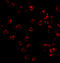 Tripartite Motif Containing 25 antibody, 4317, ProSci, Immunofluorescence image 