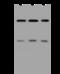 Zinc Finger Protein 169 antibody, 205630-T32, Sino Biological, Western Blot image 