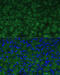 Chymotrypsinogen B1 antibody, 15-844, ProSci, Immunofluorescence image 