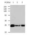 RAB6A, Member RAS Oncogene Family antibody, TA322943, Origene, Western Blot image 