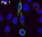 CCR-4 antibody, MA1-17770, Invitrogen Antibodies, Immunofluorescence image 