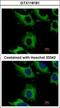 Charged Multivesicular Body Protein 2B antibody, GTX118181, GeneTex, Immunocytochemistry image 