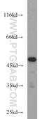 GA Binding Protein Transcription Factor Subunit Beta 1 antibody, 12597-1-AP, Proteintech Group, Western Blot image 