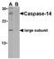 Caspase 14 antibody, AP05590PU-N, Origene, Western Blot image 