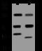 Folliculin-interacting protein 2 antibody, 206921-T44, Sino Biological, Western Blot image 