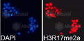 Histone H3 antibody, A2421, ABclonal Technology, Immunofluorescence image 