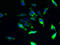IlvB Acetolactate Synthase Like antibody, LS-C395897, Lifespan Biosciences, Immunofluorescence image 