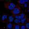 Zinc Ribbon Domain Containing 1 antibody, HPA077979, Atlas Antibodies, Immunocytochemistry image 