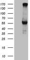Carboxypeptidase M antibody, TA807285, Origene, Western Blot image 