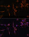 Protein Kinase AMP-Activated Non-Catalytic Subunit Beta 2 antibody, 22-582, ProSci, Immunofluorescence image 