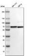 CWC27 Spliceosome Associated Cyclophilin antibody, HPA020344, Atlas Antibodies, Western Blot image 