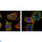 CREB Regulated Transcription Coactivator 1 antibody, LS-C814041, Lifespan Biosciences, Immunofluorescence image 