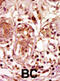 BUB1 Mitotic Checkpoint Serine/Threonine Kinase antibody, abx033844, Abbexa, Western Blot image 