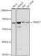 Tripartite Motif Containing 27 antibody, 16-408, ProSci, Western Blot image 