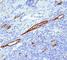 Von Willebrand Factor antibody, V2299-100UG, NSJ Bioreagents, Western Blot image 