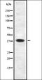 Somatostatin receptor type 5 antibody, orb337117, Biorbyt, Western Blot image 