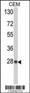 Peroxiredoxin 6 antibody, MBS9206852, MyBioSource, Western Blot image 