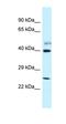 Protein GRINL1A antibody, orb326416, Biorbyt, Western Blot image 