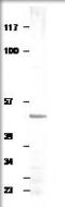 Aquaporin 4 antibody, GTX47919, GeneTex, Western Blot image 