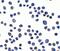 Sushi Domain Containing 3 antibody, NBP2-82017, Novus Biologicals, Immunocytochemistry image 