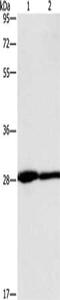 Carcinoembryonic Antigen Related Cell Adhesion Molecule 3 antibody, CSB-PA260295, Cusabio, Western Blot image 