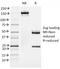 Forkhead Box A1 antibody, 33-728, ProSci, Immunohistochemistry paraffin image 