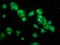 Olfactory Marker Protein antibody, LS-C674999, Lifespan Biosciences, Immunofluorescence image 