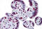 Calpain 6 antibody, MBS244348, MyBioSource, Immunohistochemistry frozen image 