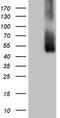 ICOS ligand antibody, TA808603S, Origene, Western Blot image 