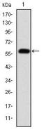 Fibrinogen Gamma Chain antibody, MA5-15902, Invitrogen Antibodies, Western Blot image 