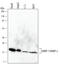 Syb antibody, MAB5958, R&D Systems, Western Blot image 