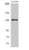 Junction Mediating And Regulatory Protein, P53 Cofactor antibody, A05423, Boster Biological Technology, Western Blot image 