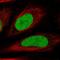 HIRA Interacting Protein 3 antibody, HPA051897, Atlas Antibodies, Immunofluorescence image 