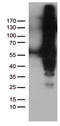 FIP-3 antibody, CF812458, Origene, Western Blot image 