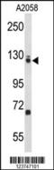 Elongation Factor Tu GTP Binding Domain Containing 2 antibody, 63-876, ProSci, Western Blot image 