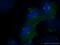 Katanin p80 WD40-containing subunit B1 antibody, 14969-1-AP, Proteintech Group, Immunofluorescence image 